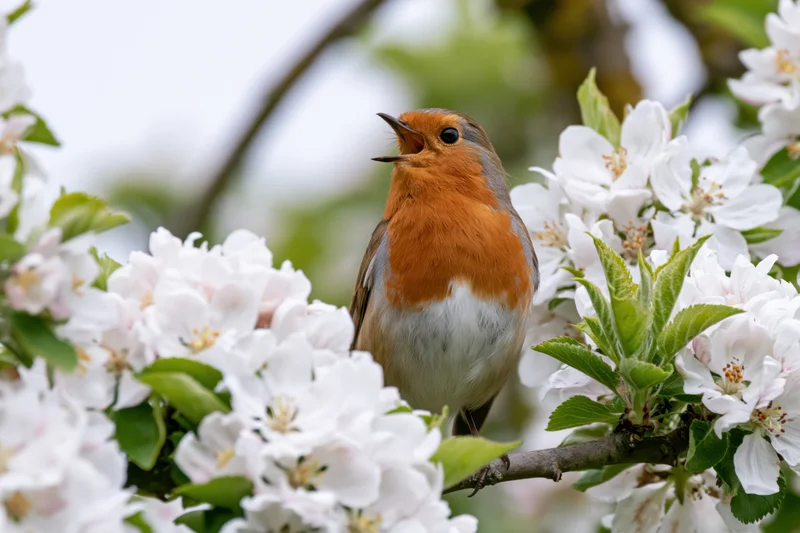 Robin singing perched on a blossoming branch surrounded by white flowers