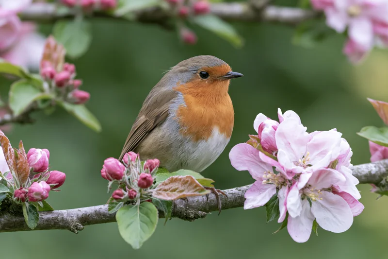 Robin perched on a flowering apple tree branch in spring