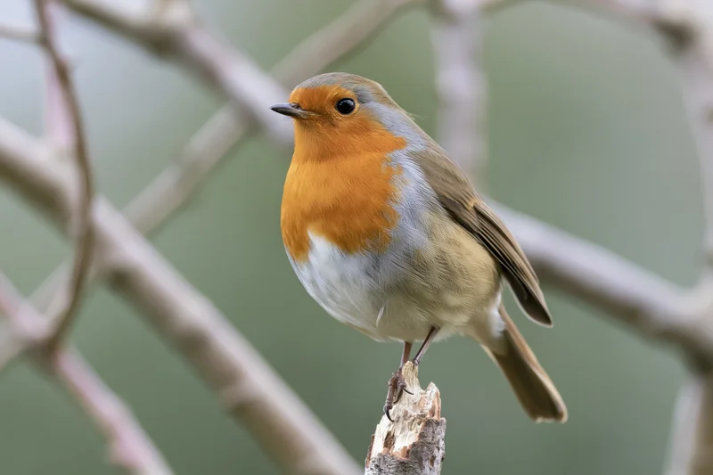 European robin perched upright on a short broken tree stump in a wooded area