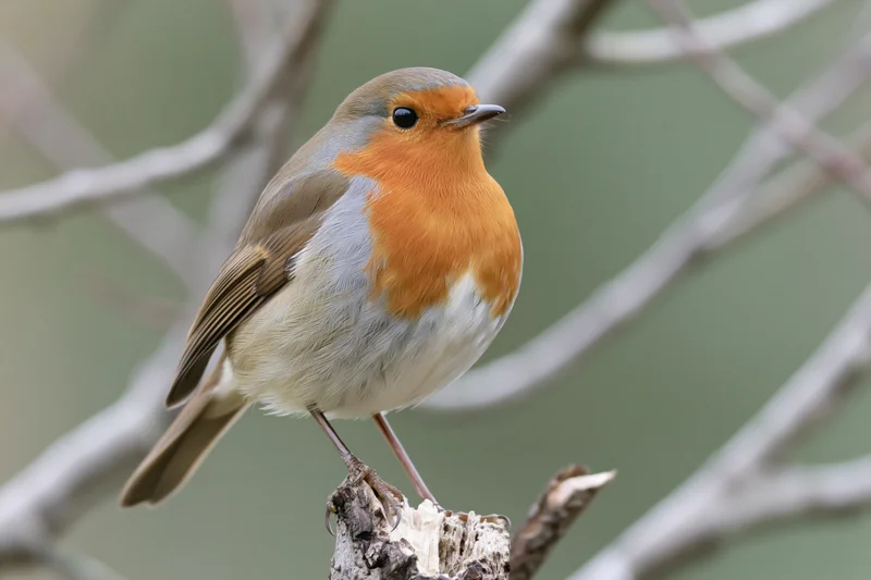 European robin perched upright on a short broken tree stump in a woodland setting