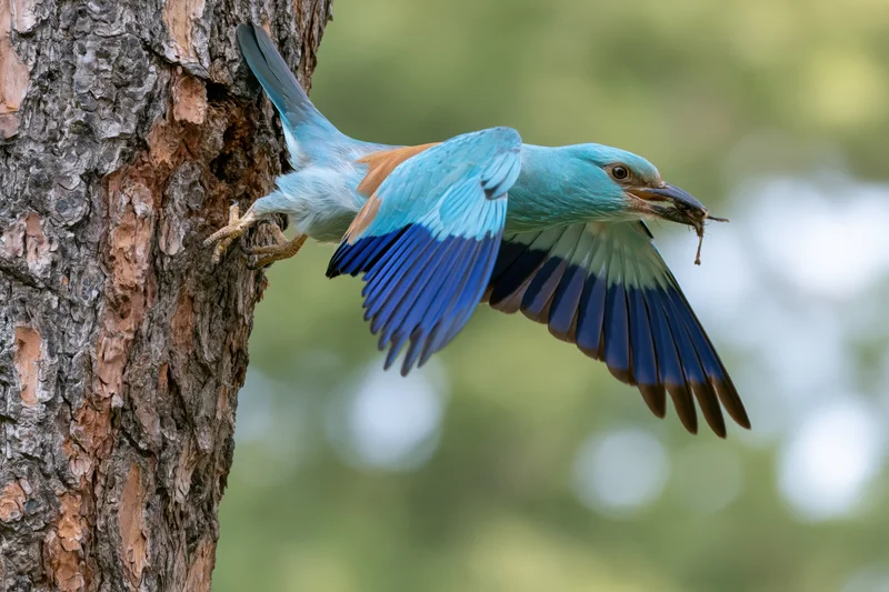 European roller bird clinging to tree trunk with wings spread and prey in beak