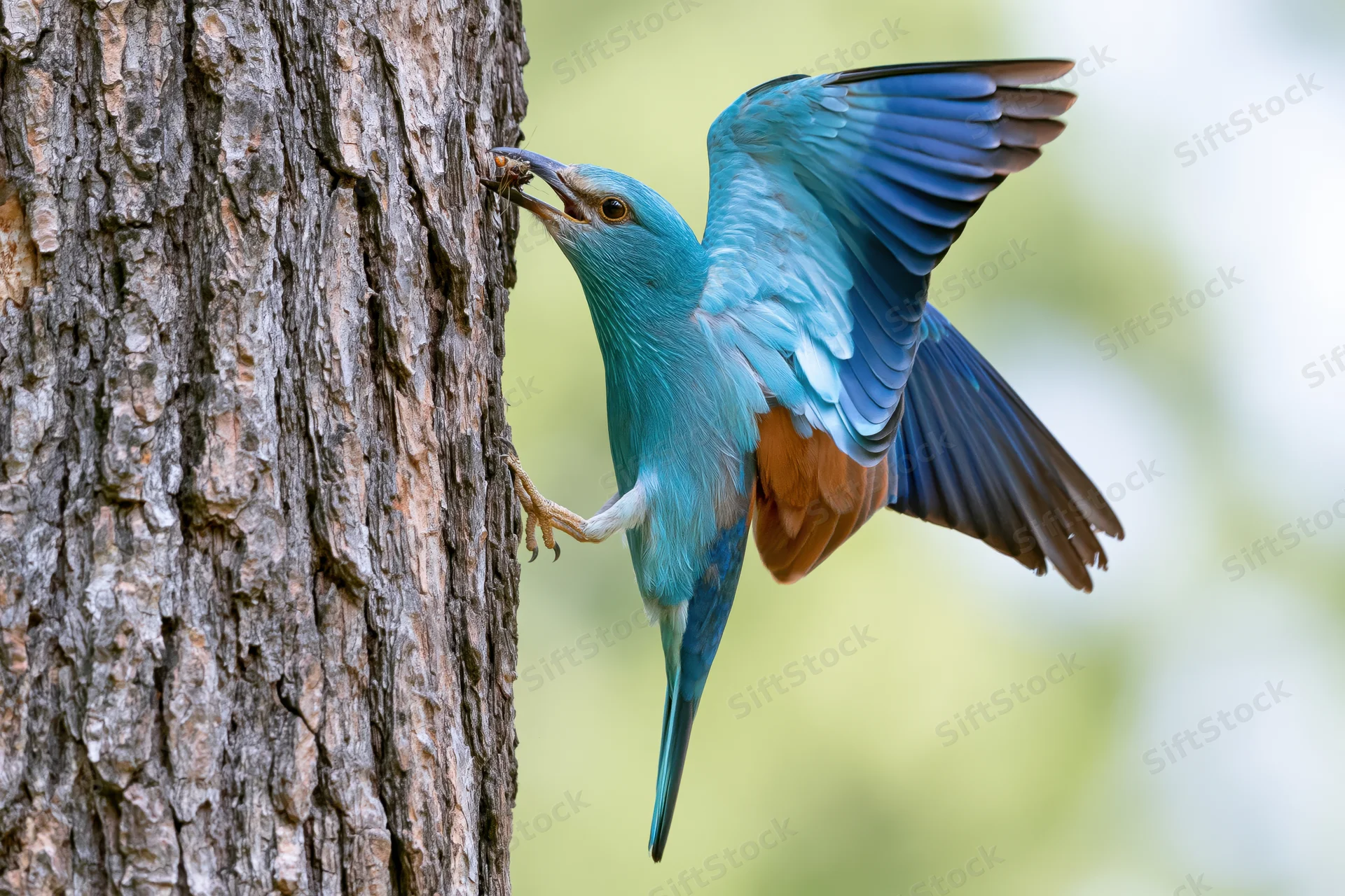European roller bird clinging to tree trunk with wings spread while holding insect in beak