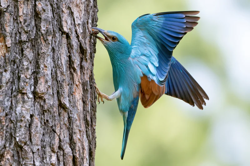 European roller bird clinging to tree trunk with wings spread while holding insect in beak