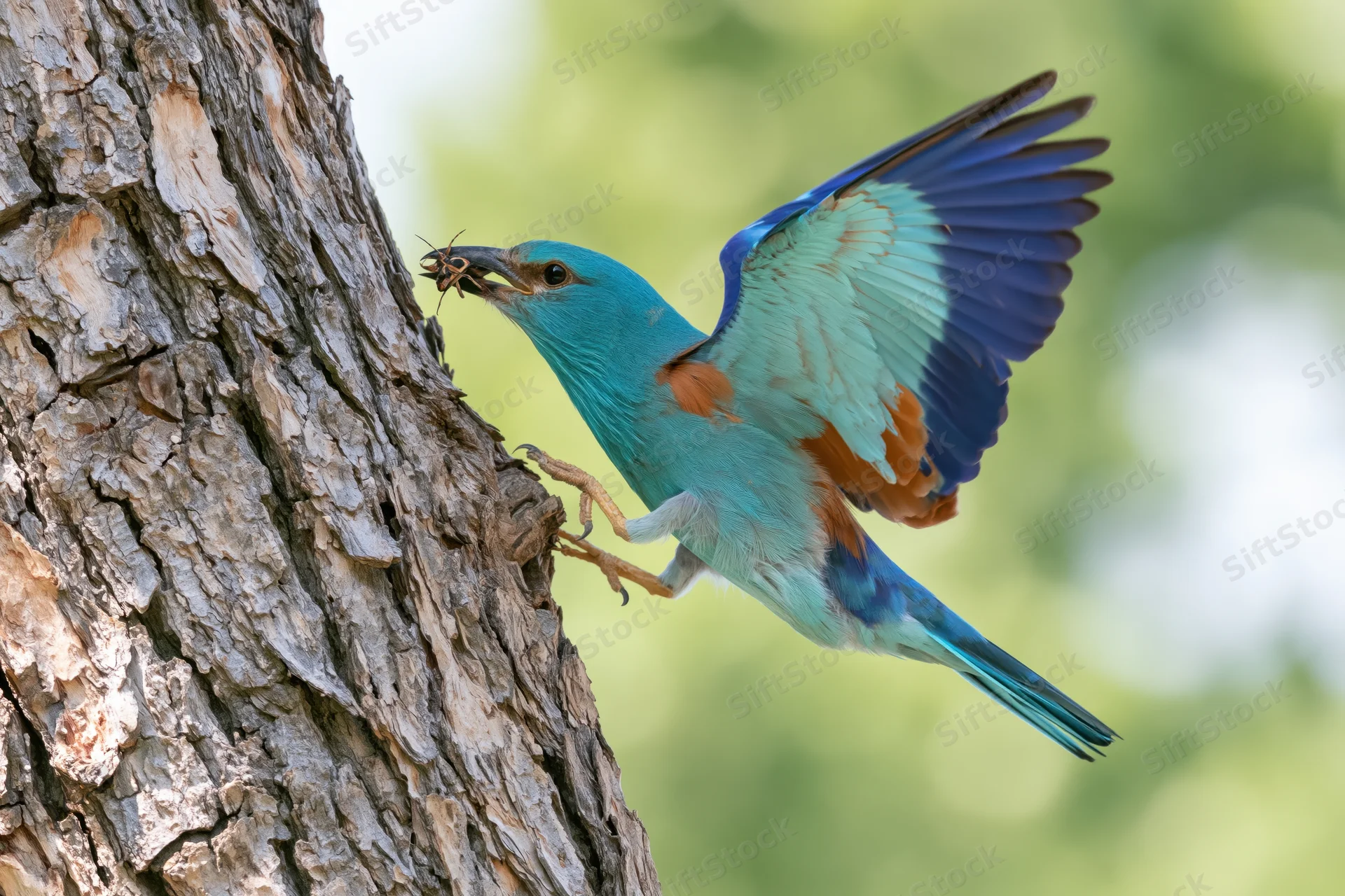 European roller bird clinging to tree trunk with wings spread and insect in beak