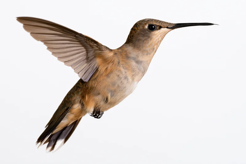 Female rubythroated hummingbird hovering mid-flight with wings extended against white background