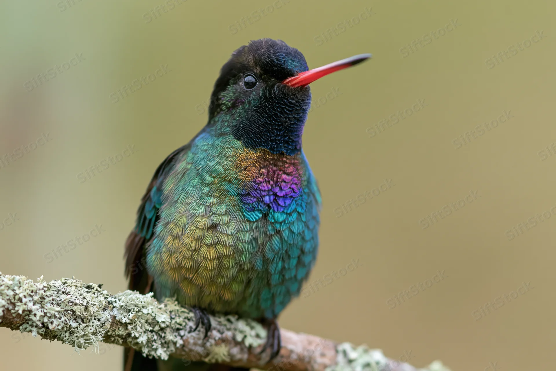 Fierythroated hummingbird perched still on a lichen-covered branch