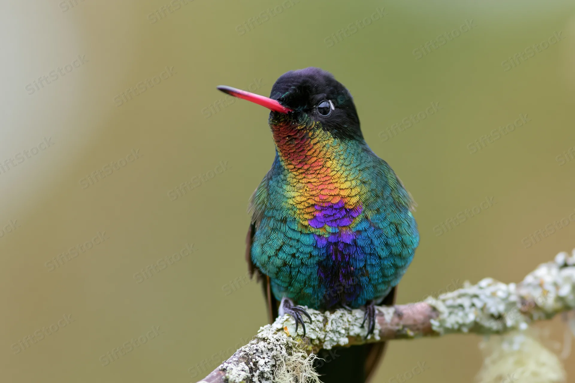 Fierythroated hummingbird perched still on a lichen-covered branch in a natural forest setting