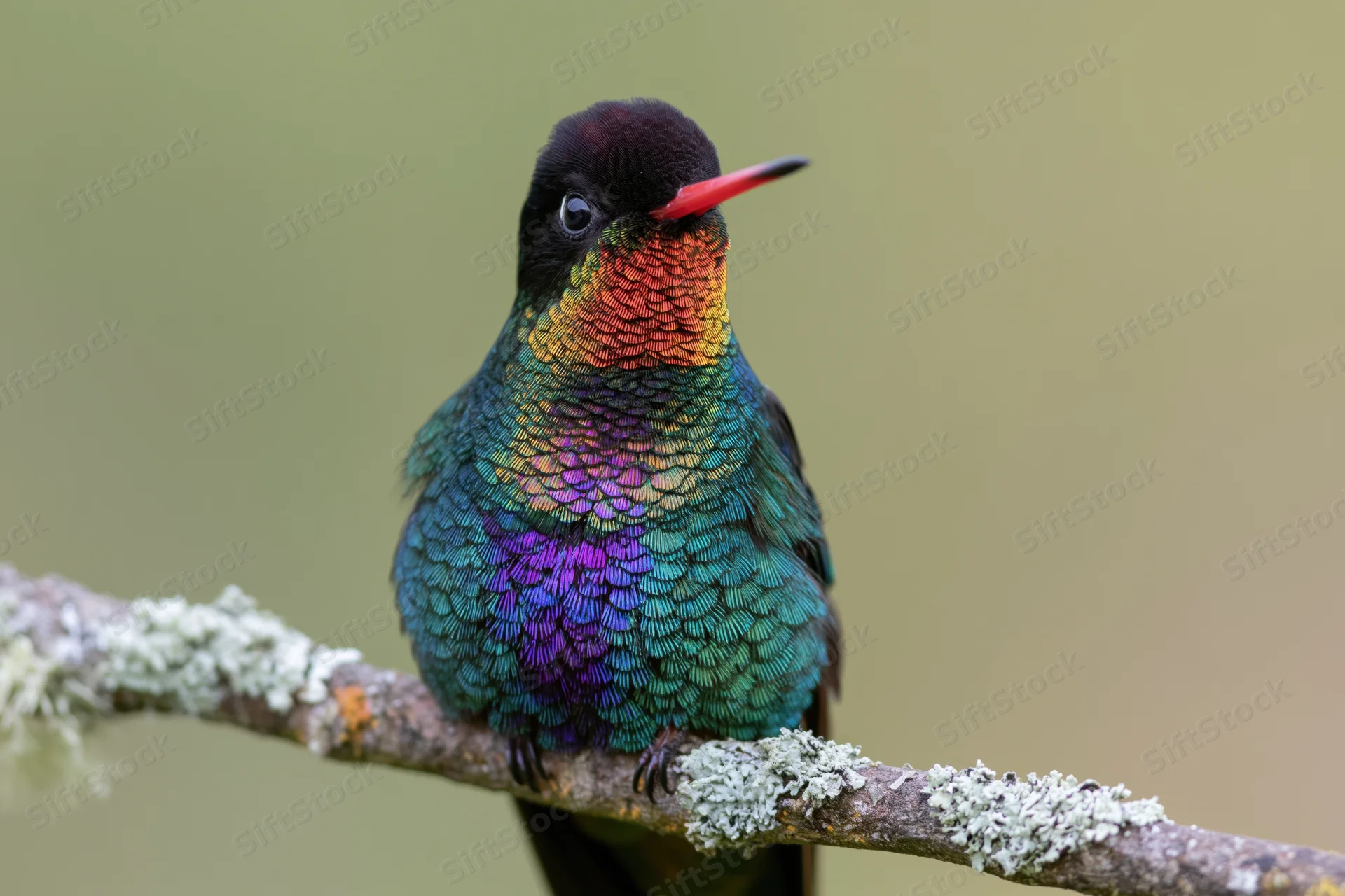Fierythroated hummingbird perched on a lichen-covered branch in a natural setting