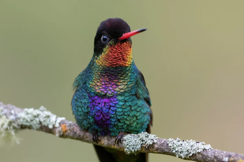 Fierythroated hummingbird perched on a lichen-covered branch in a natural setting