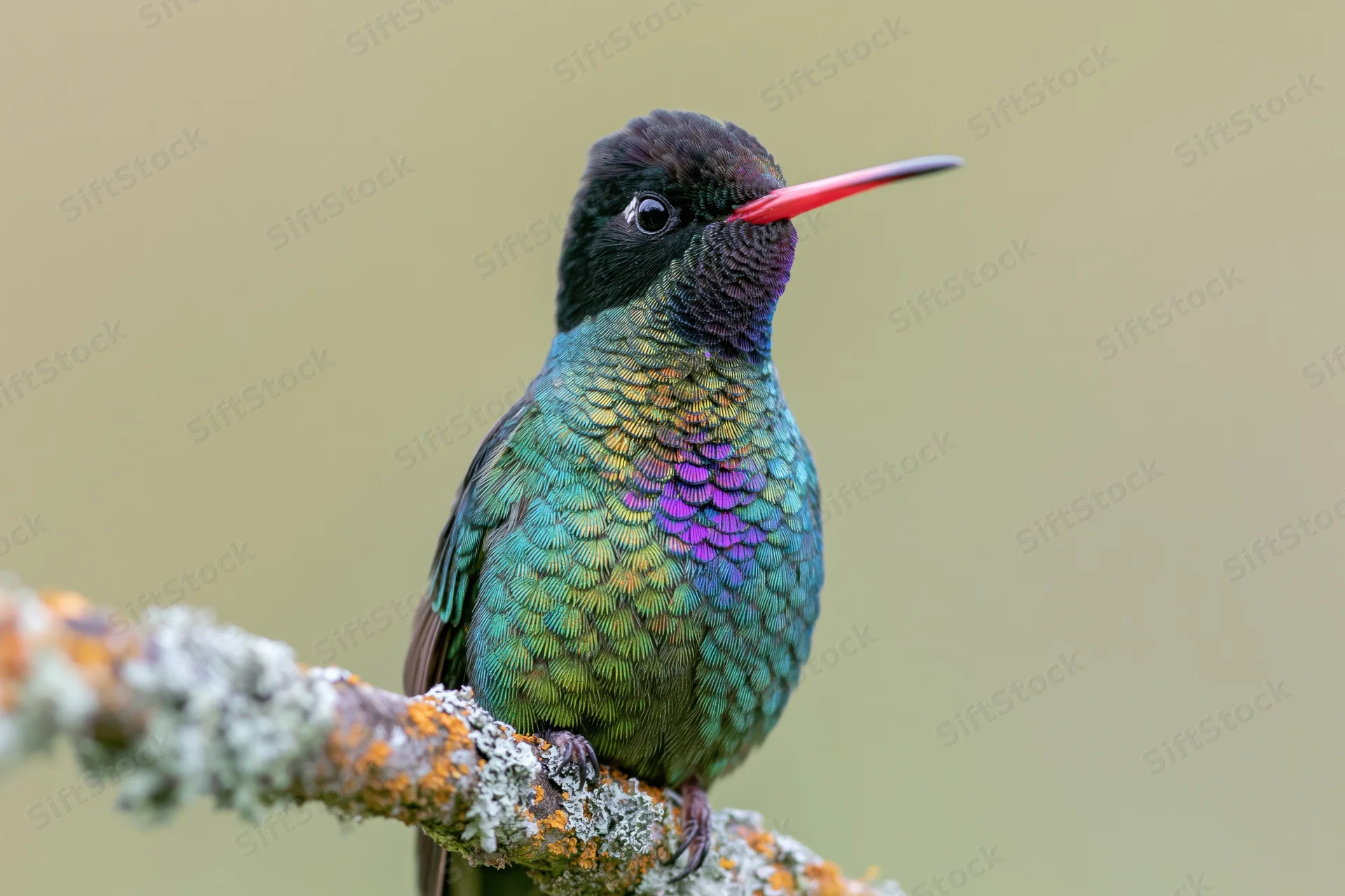 Fierythroated hummingbird perched still on a lichen-covered branch