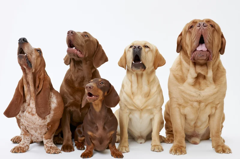 Five dogs of different breeds sitting and howling in a studio setting