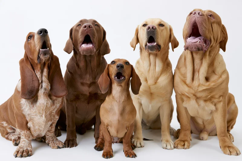 Five dogs of different breeds sitting and howling in a studio setting