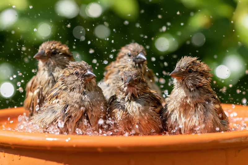 Five sparrows bathing in a terracotta bowl with water splashing around them in a garden setting