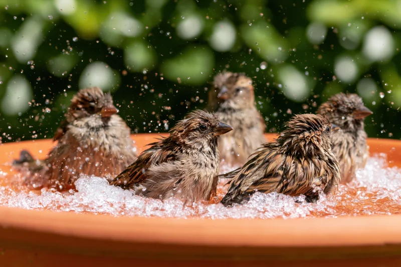 Five house sparrows splashing in water inside a terracotta bird bath in a garden