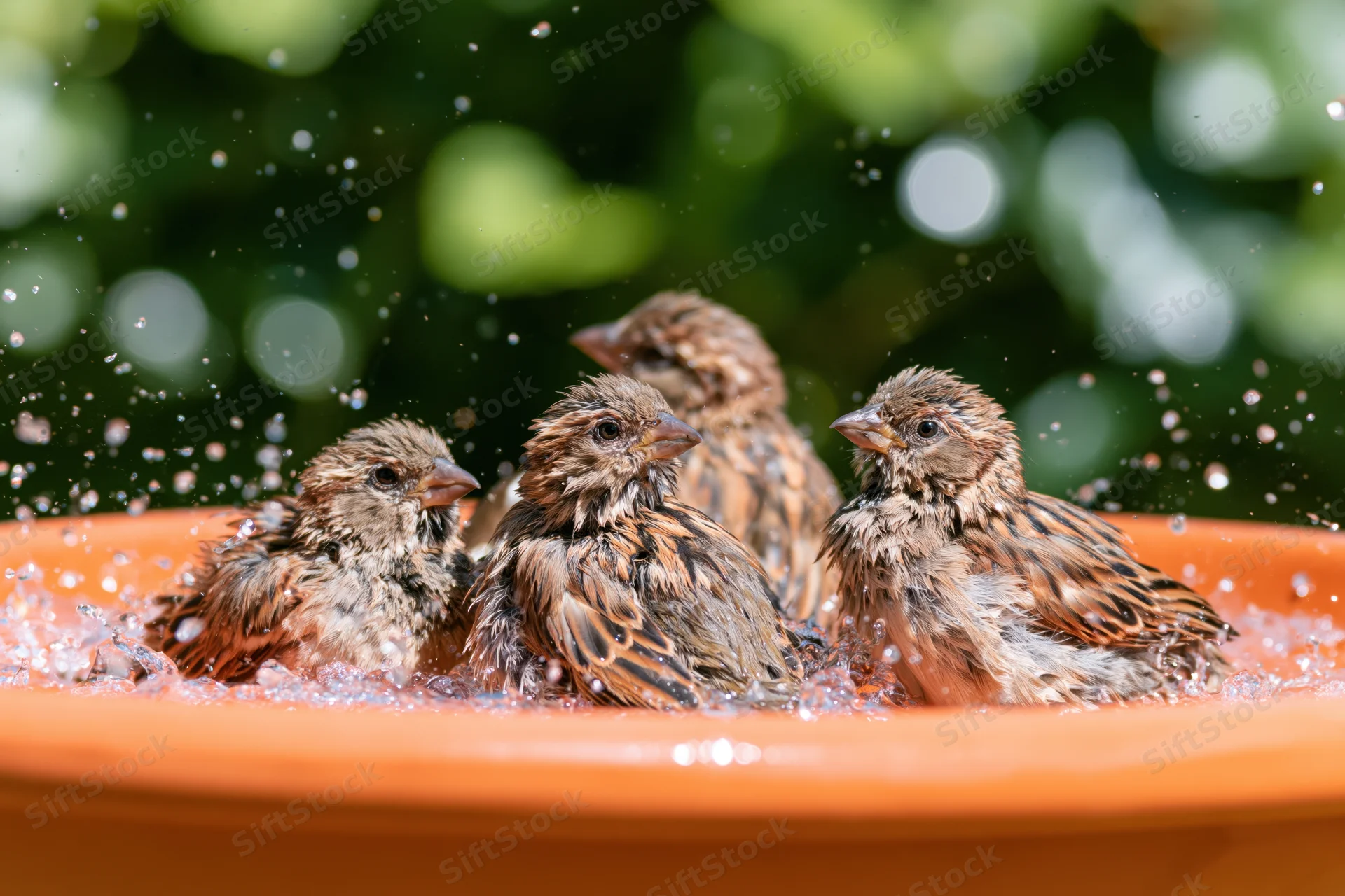 Five sparrows bathing in a terracotta bowl with water splashing around them in a garden setting