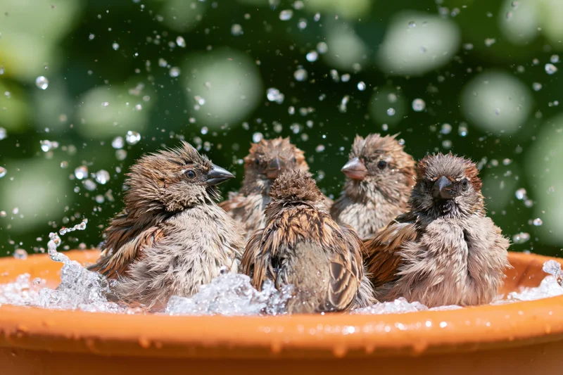 Five sparrows splashing in a terracotta bowl outdoors