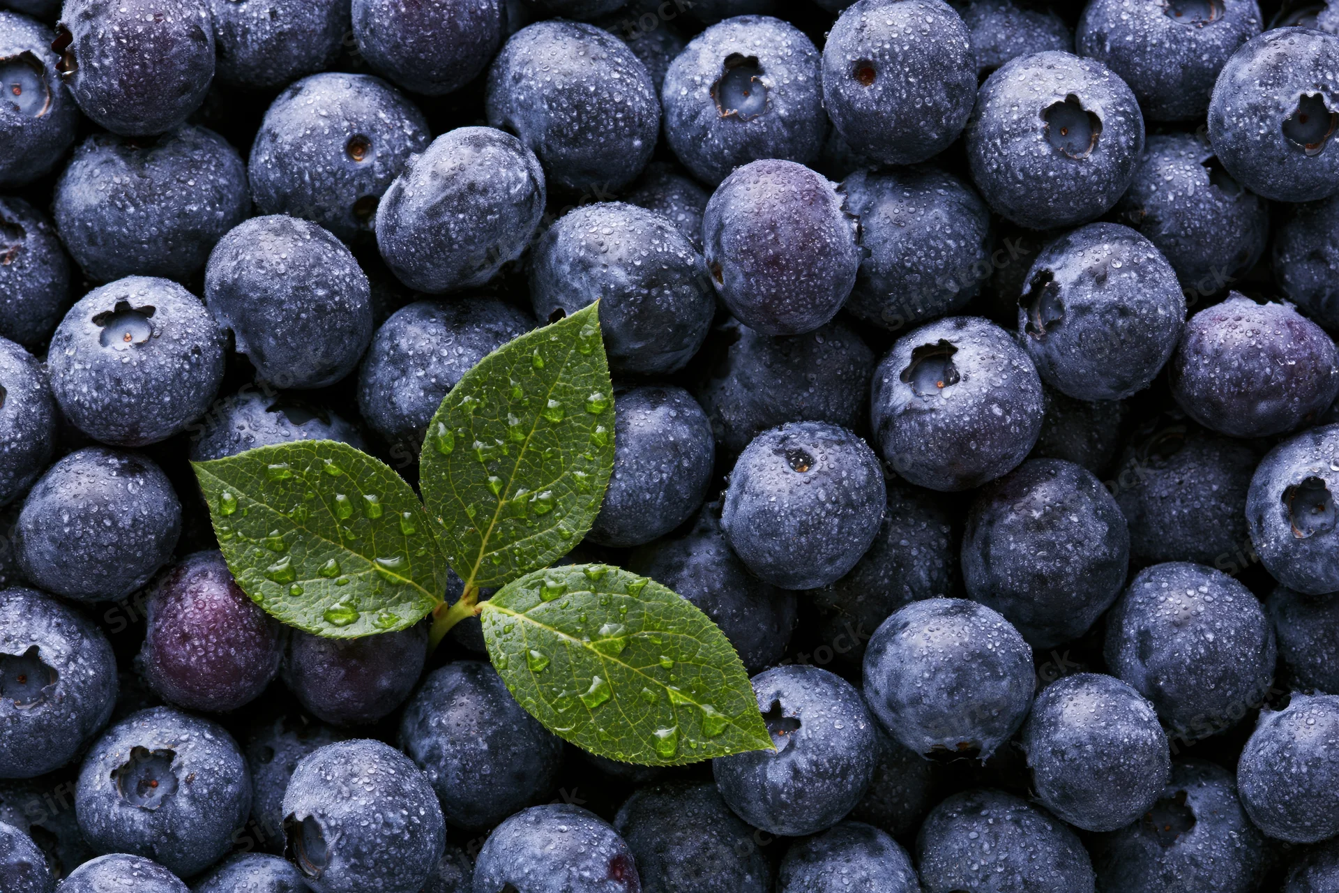 Fresh blueberries covered in dew with a green leaf in the center, filling the frame