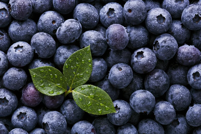Fresh blueberries covered in dew with a green leaf in the center, filling the frame