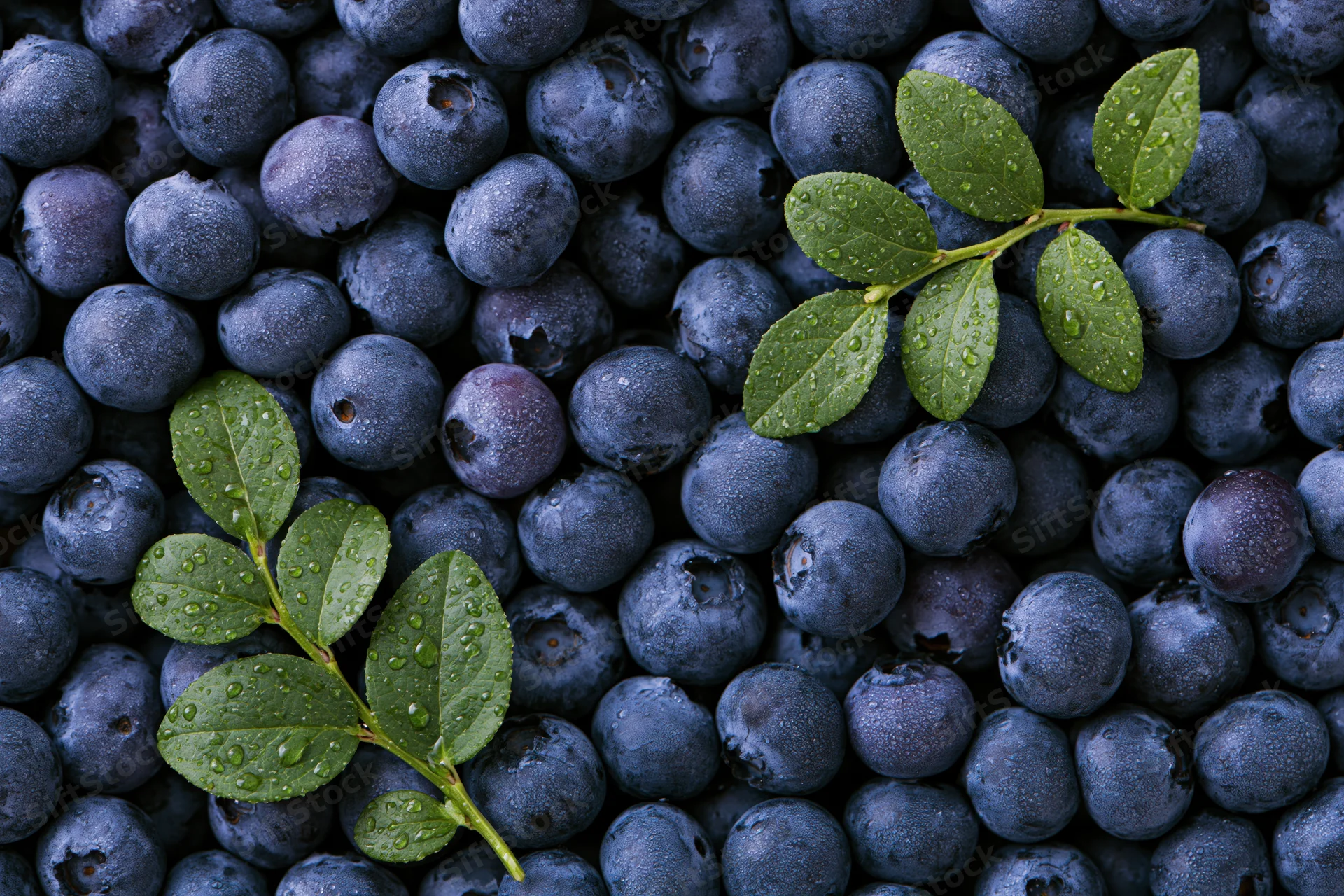 Fresh blueberries with green leaves and water droplets filling the frame