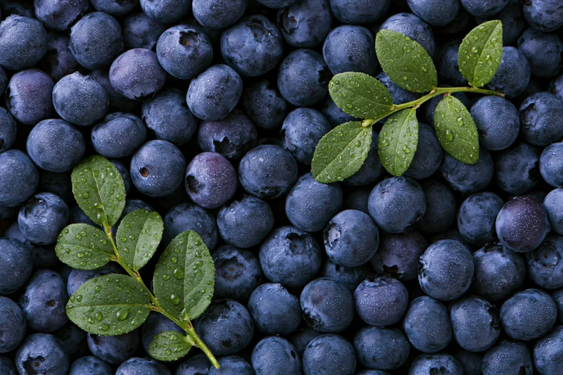 Fresh blueberries with green leaves and water droplets filling the frame