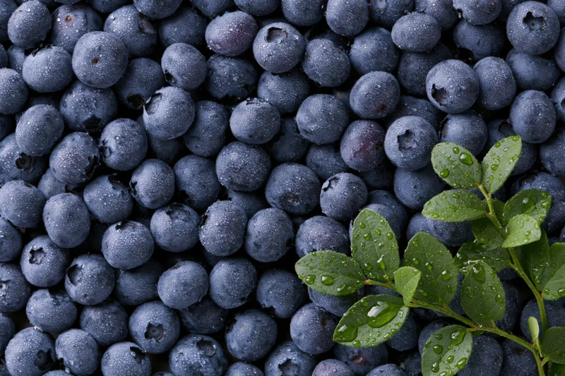 Fresh blueberries covered in water droplets with a green leaf on top, filling the frame