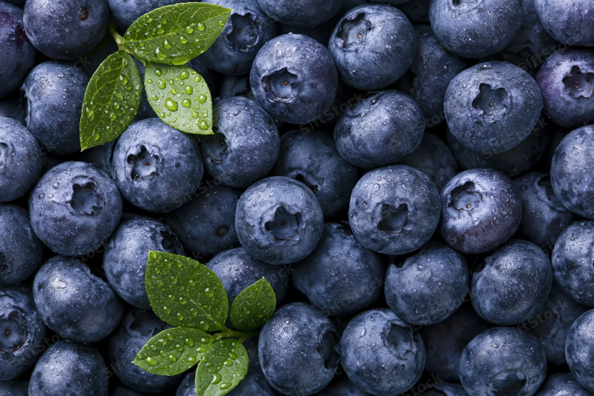 Closeup of fresh blueberries with green leaves and water droplets filling the frame
