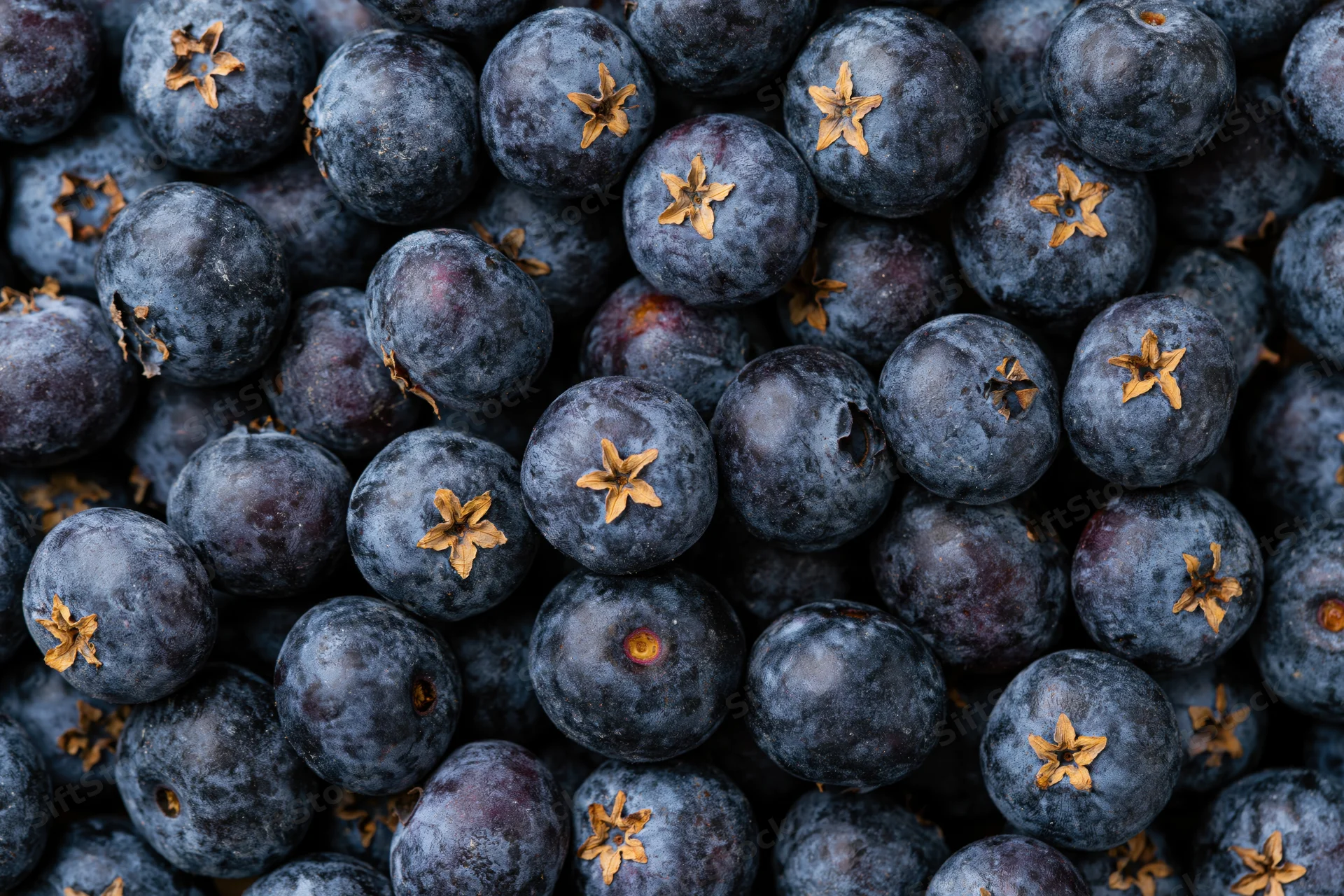 Closeup of fresh blueberries packed tightly in a flat lay arrangement