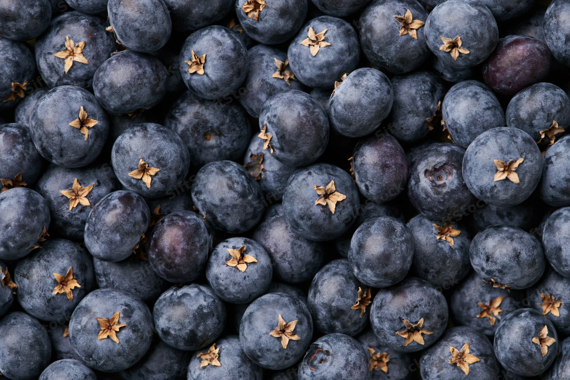 Closeup of fresh blueberries packed tightly in a flat lay arrangement