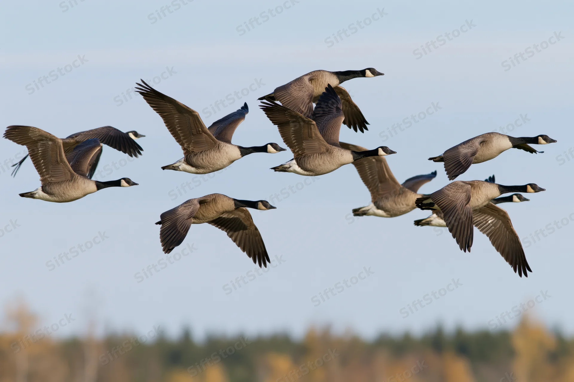 Flock of canada geese flying in loose formation against a clear sky with autumn trees below