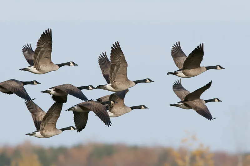 Flock of canada geese flying in loose formation against a pale sky with autumn trees below