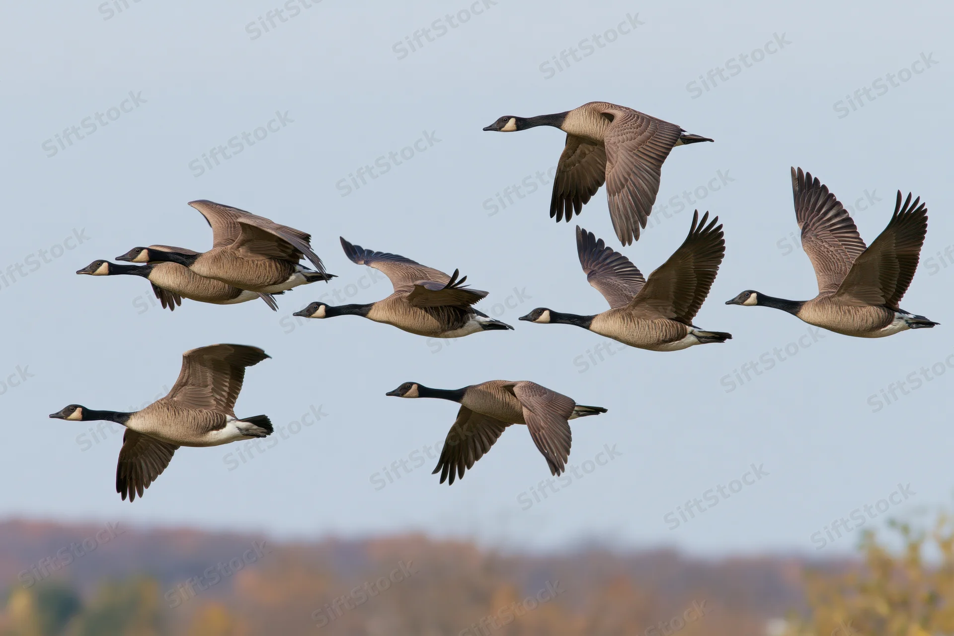 Flock of canada geese flying in loose formation against a pale sky with autumn trees below