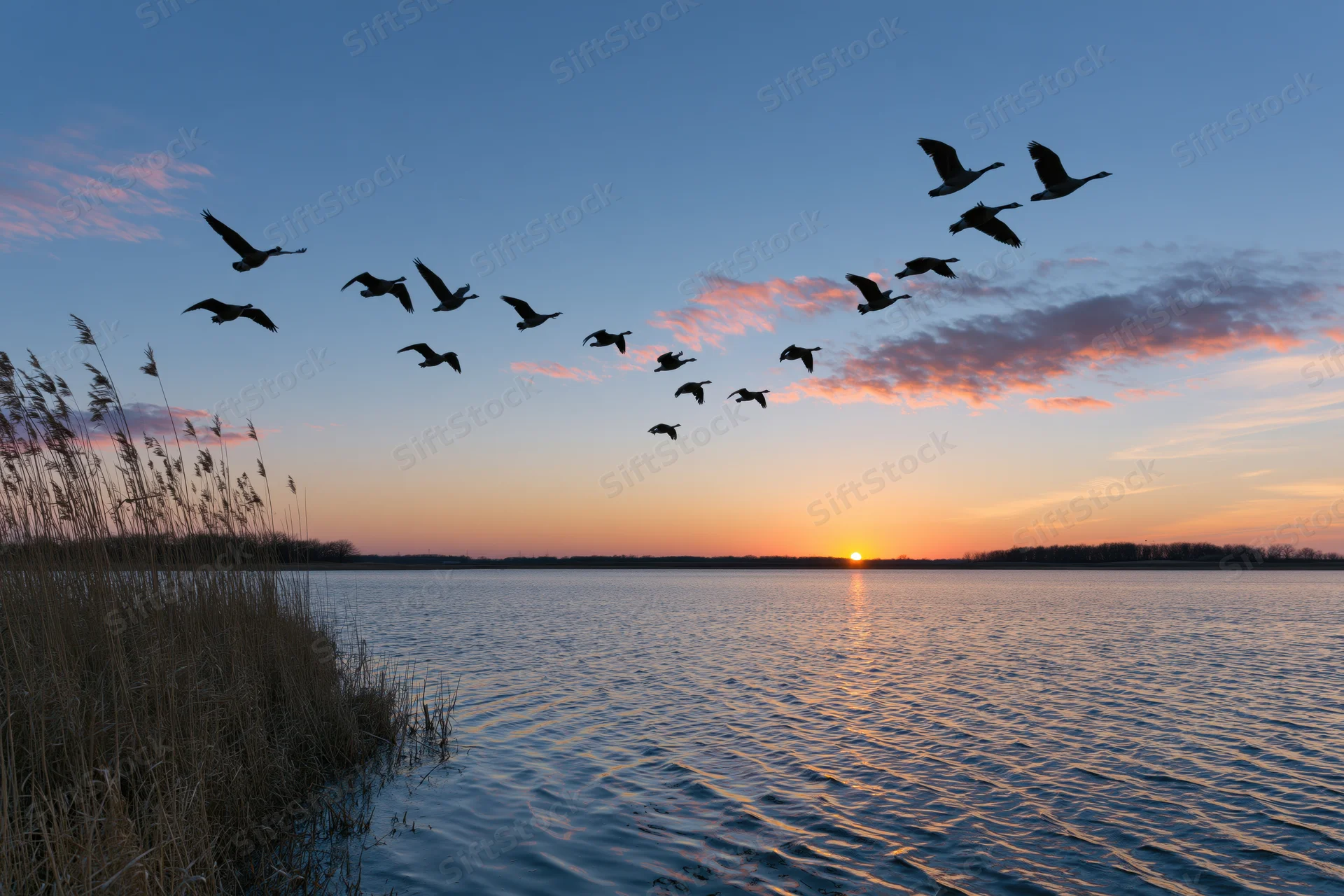 Flock of geese in silhouette flying over a calm lake at sunset