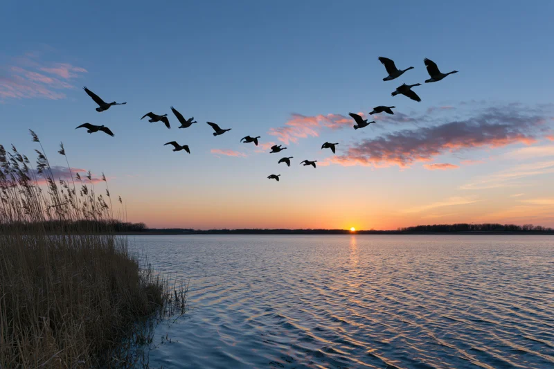 Flock of geese in silhouette flying over a calm lake at sunset