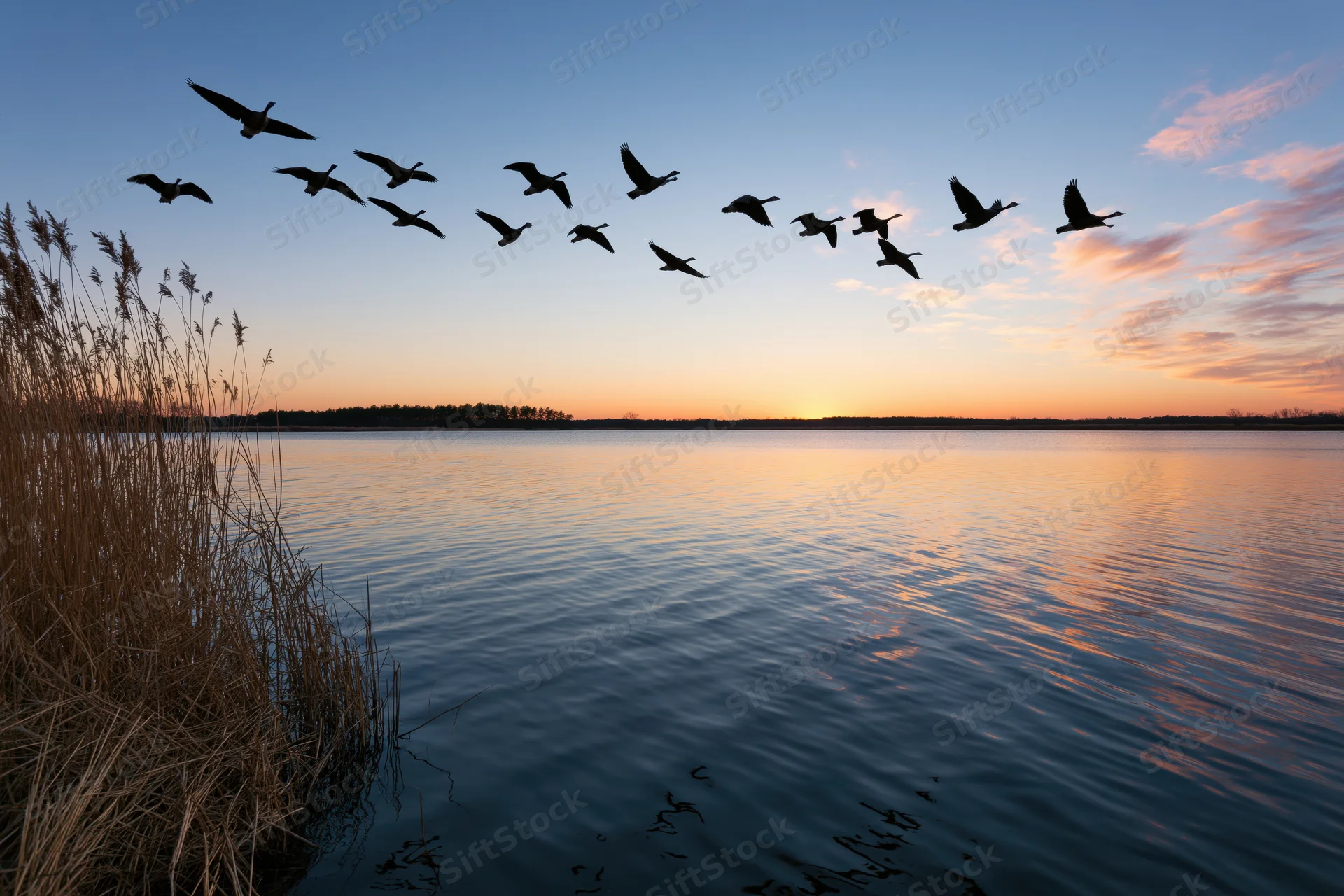 Flock of geese in silhouette flying over calm lake at sunset with reeds in foreground