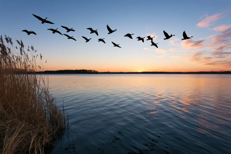 Flock of geese in silhouette flying over calm lake at sunset with reeds in foreground