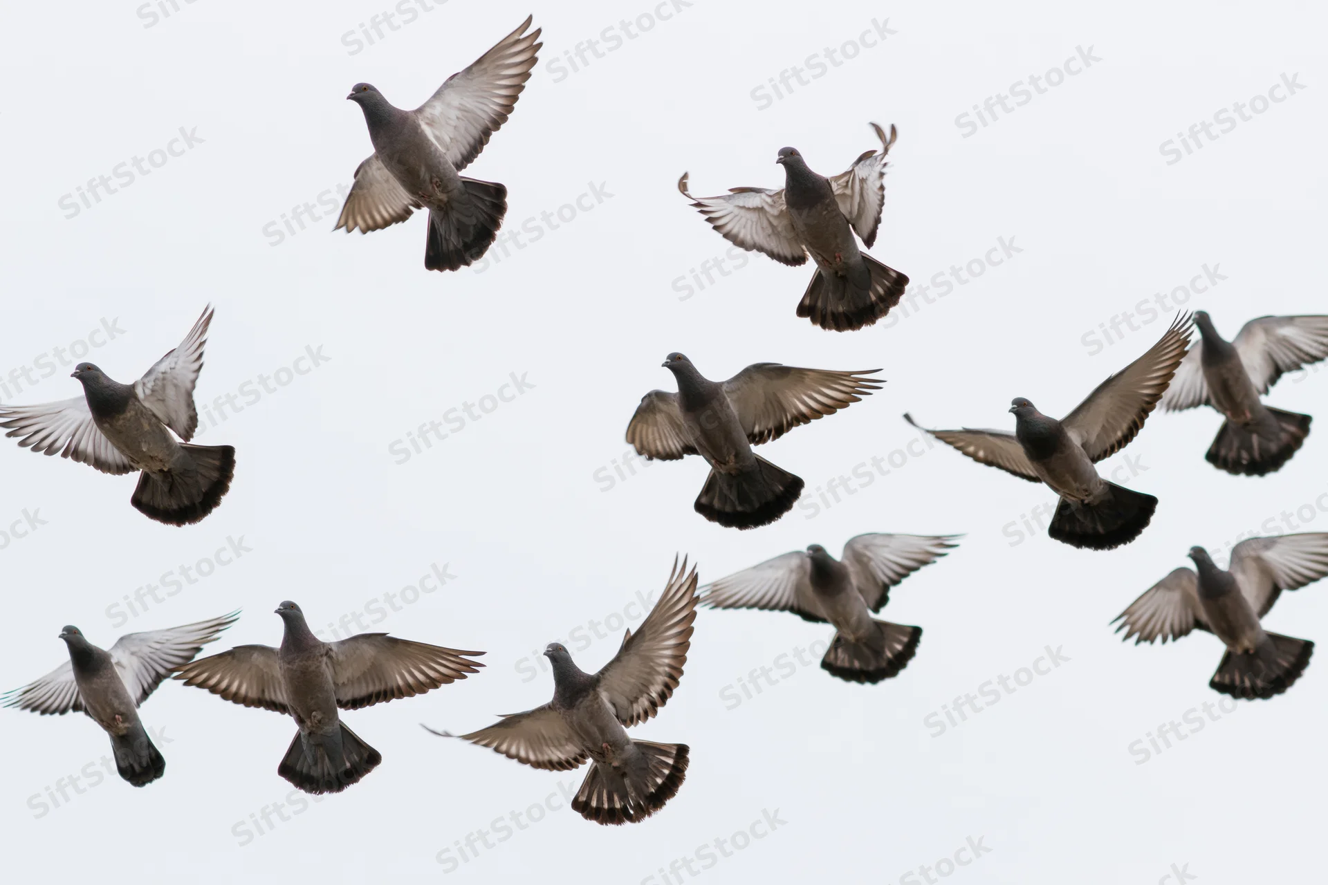 Flock of pigeons in mid-flight against a pale sky