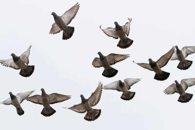 Flock of pigeons in mid-flight against a pale sky