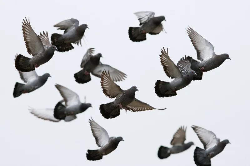 Flock of pigeons in mid-flight against a pale sky