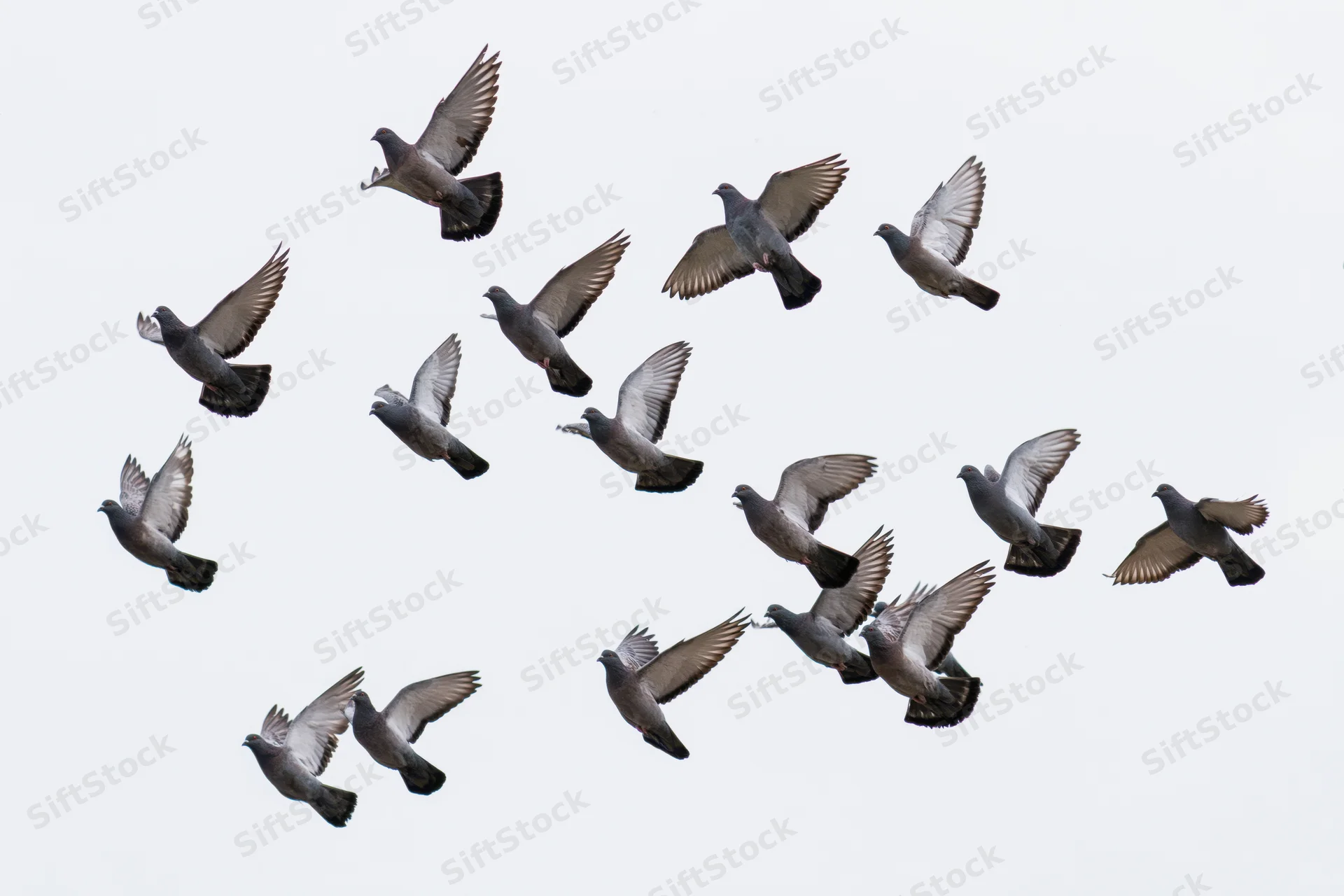 Flock of gray and dark pigeons in mid-flight against a white sky