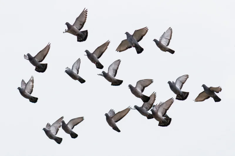 Flock of gray and dark pigeons in mid-flight against a white sky