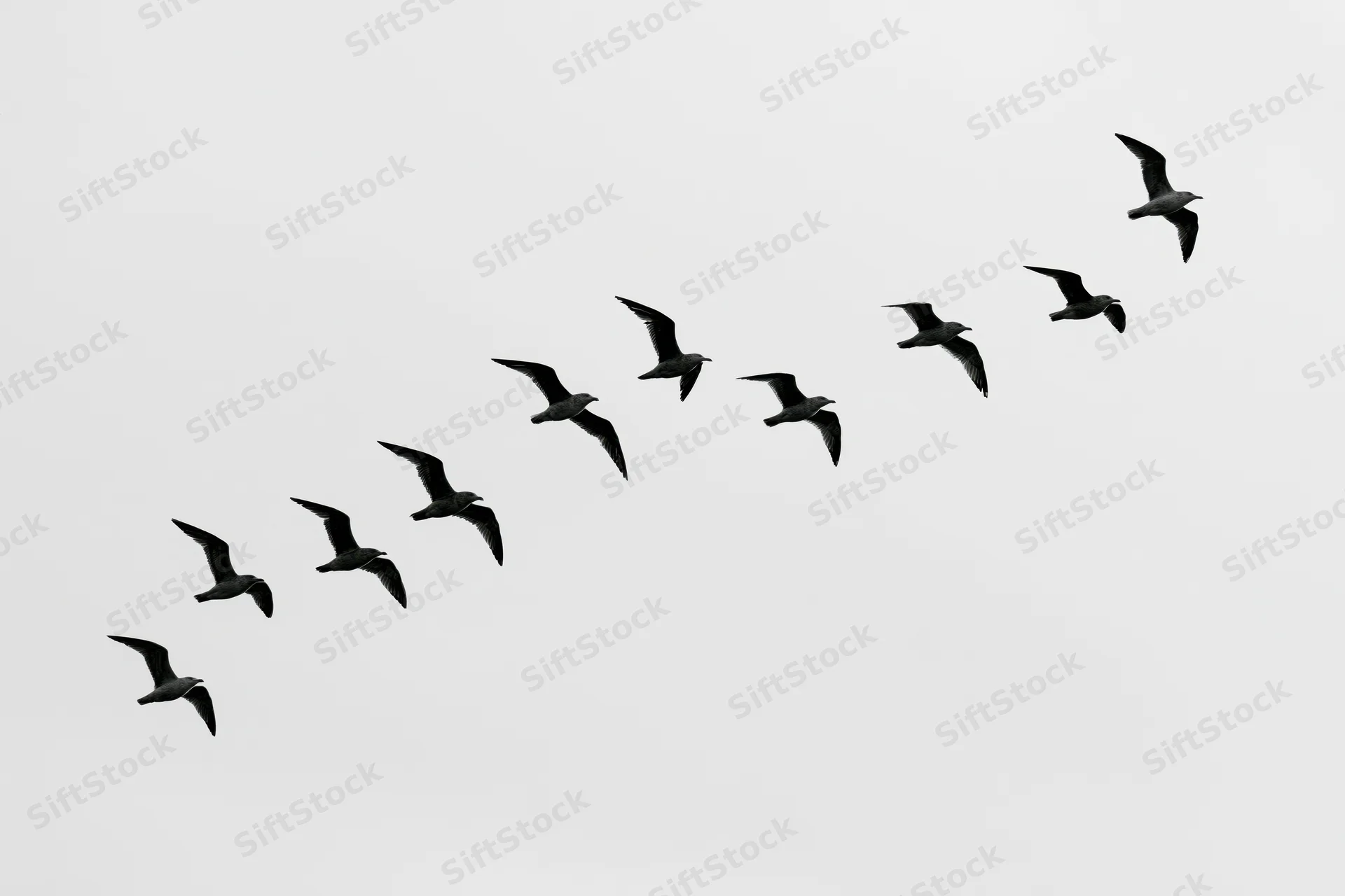 Flock of seagulls flying in formation against overcast sky