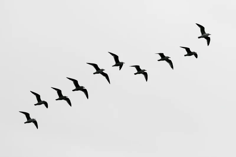 Flock of seagulls flying in formation against overcast sky