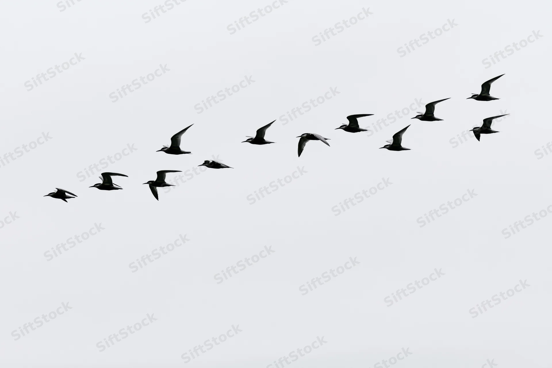 Flock of seagulls in flight against overcast sky