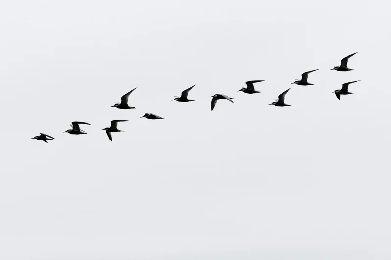 Flock of seagulls in flight against overcast sky