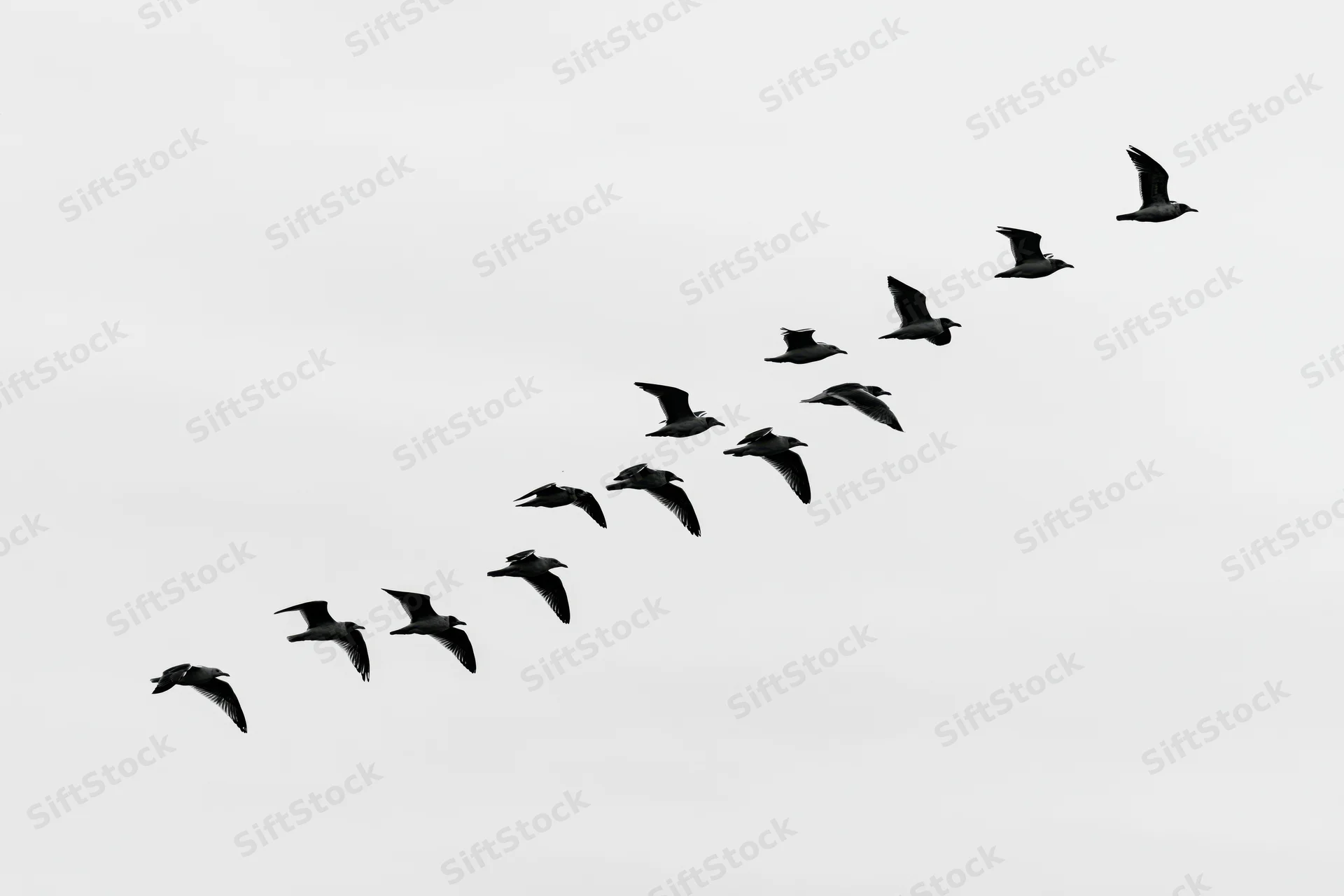 Flock of seagulls flying in formation across overcast sky