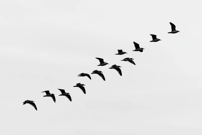 Flock of seagulls flying in formation across overcast sky