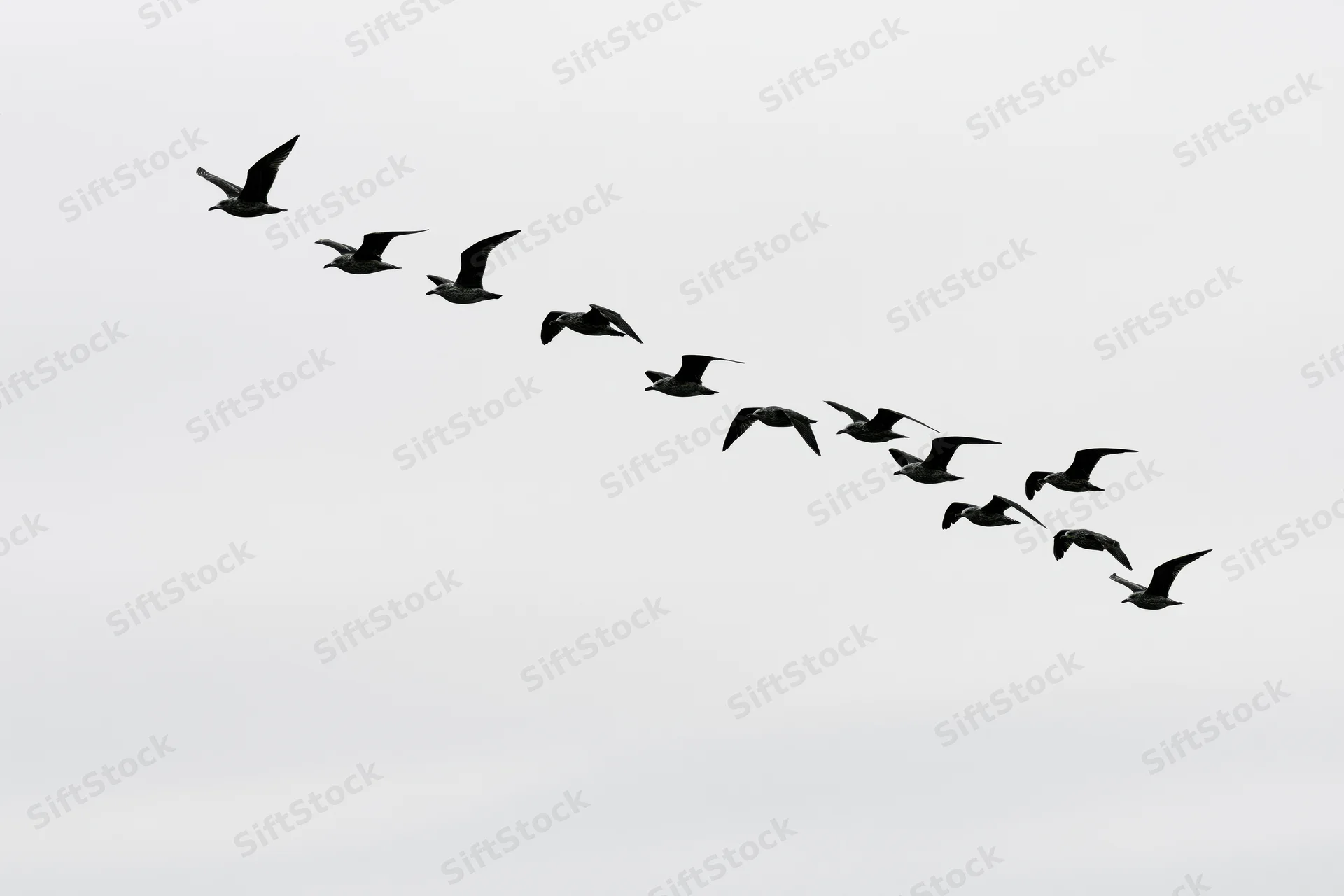 Flock of seagulls flying in formation across overcast sky