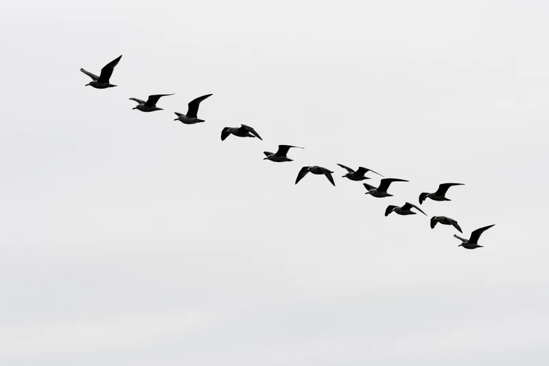 Flock of seagulls flying in formation across overcast sky