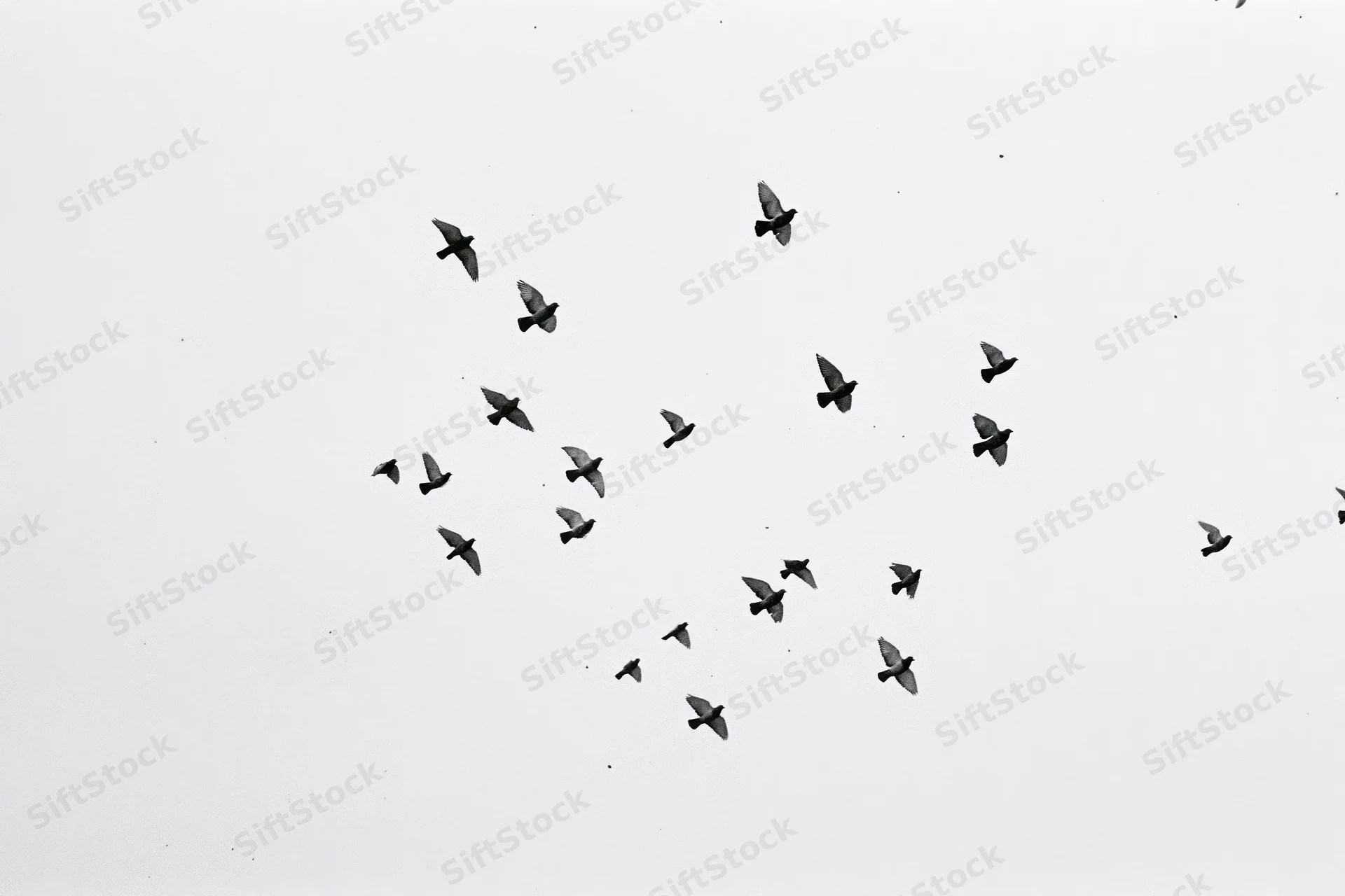 Flock of birds in mid-flight against overcast sky