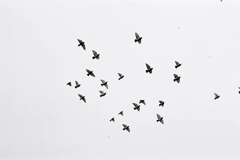 Flock of birds in mid-flight against overcast sky